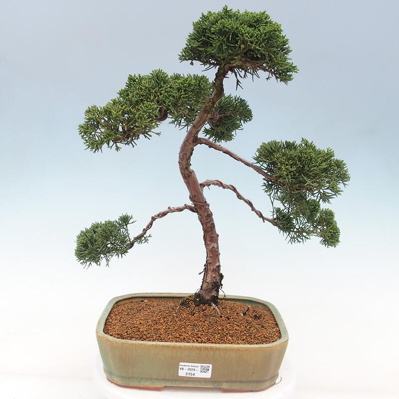 Venkovní bonsai - Juniperus chinensis Kishu -Jalovec čínský