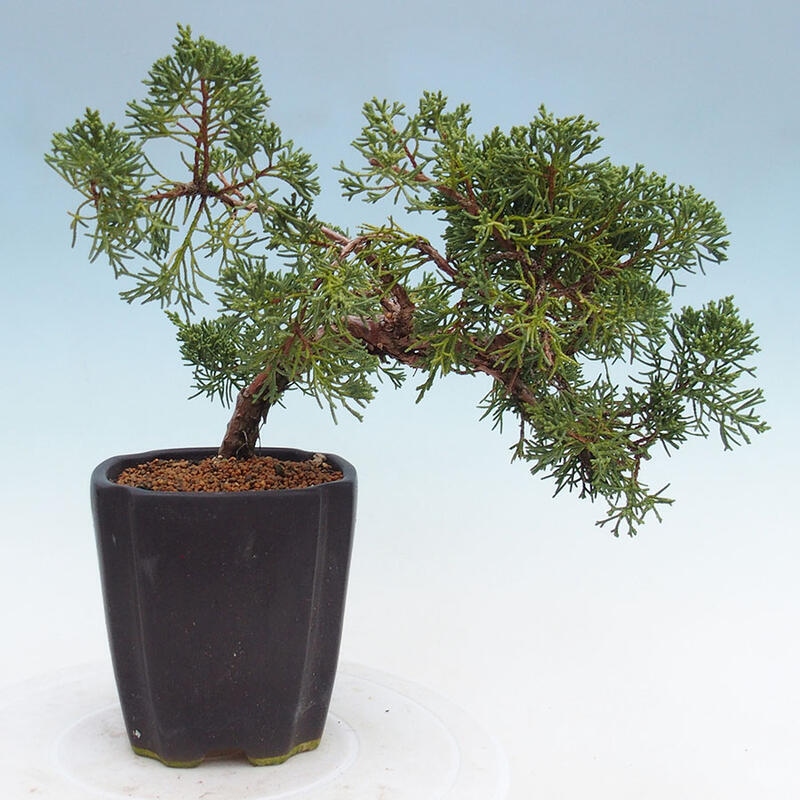 Venkovní bonsai - Juniperus chinensis Kishu -Jalovec čínský