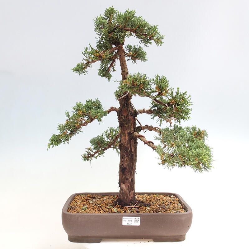 Venkovní bonsai - Juniperus chinensis Kishu -Jalovec čínský