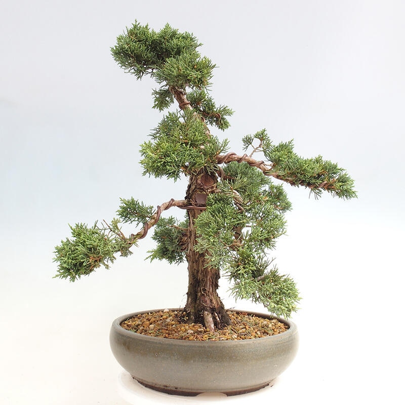 Venkovní bonsai - Juniperus chinensis Kishu -Jalovec čínský