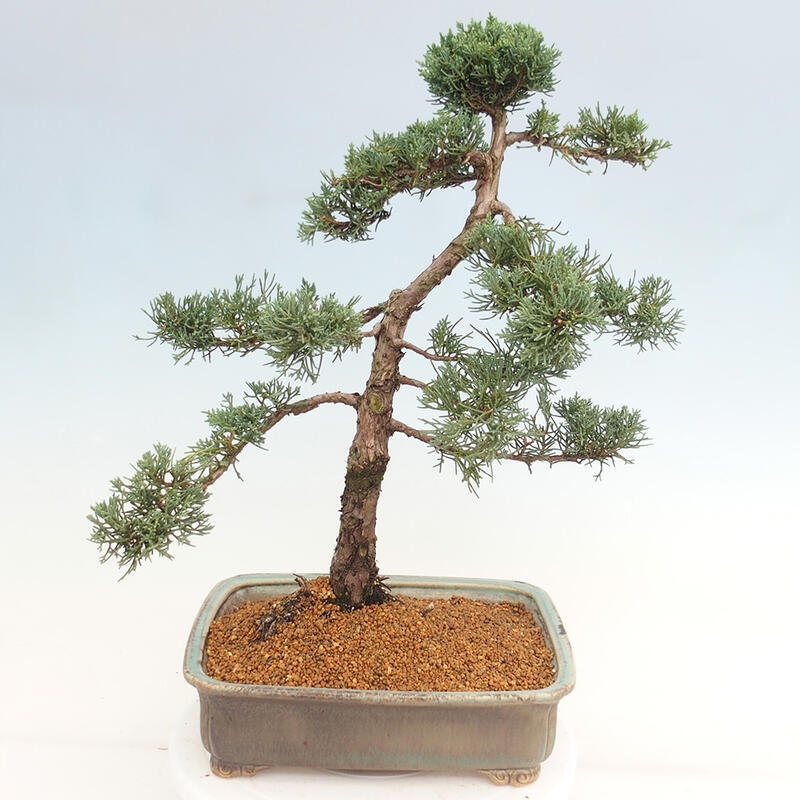 Venkovní bonsai - Juniperus chinensis Kishu -Jalovec čínský