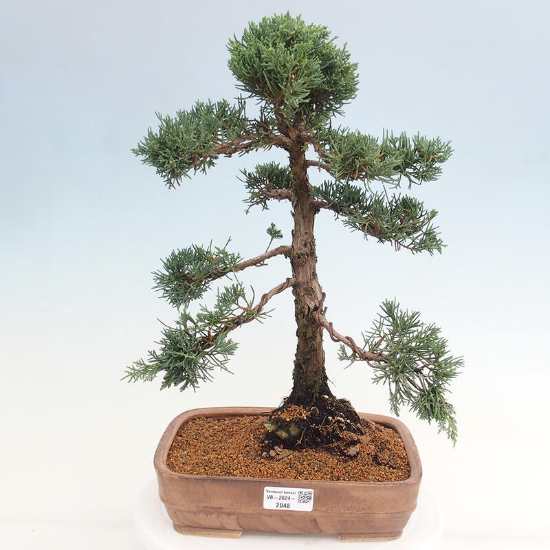 Venkovní bonsai - Juniperus chinensis Kishu -Jalovec čínský