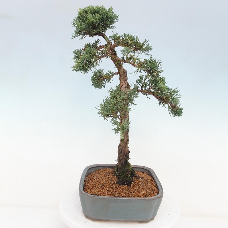 Venkovní bonsai - Juniperus chinensis Kishu -Jalovec čínský