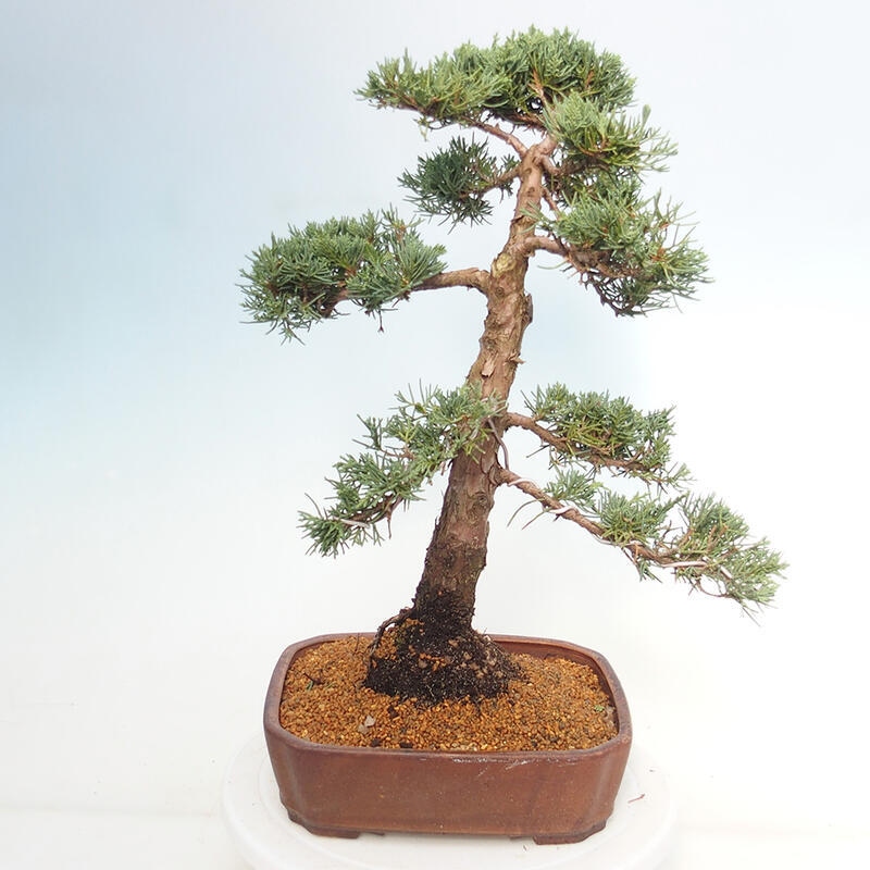 Venkovní bonsai - Juniperus chinensis Kishu -Jalovec čínský