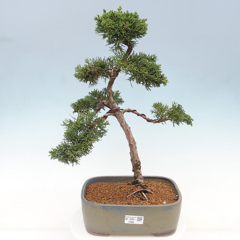 Venkovní bonsai - Juniperus chinensis Kishu -Jalovec čínský