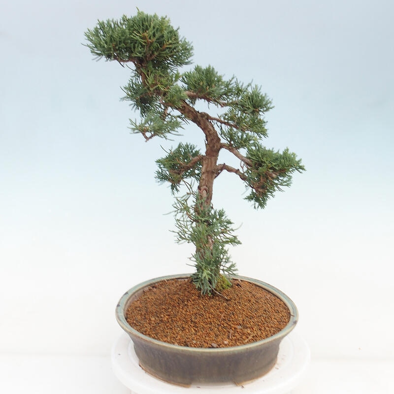 Venkovní bonsai - Juniperus chinensis Kishu -Jalovec čínský