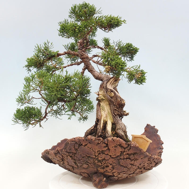 Venkovní bonsai - Juniperus chinensis Kishu -Jalovec čínský