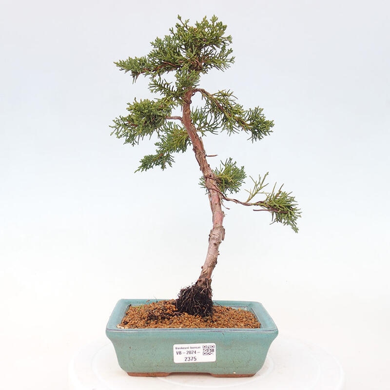 Venkovní bonsai - Juniperus chinensis Kishu -Jalovec čínský