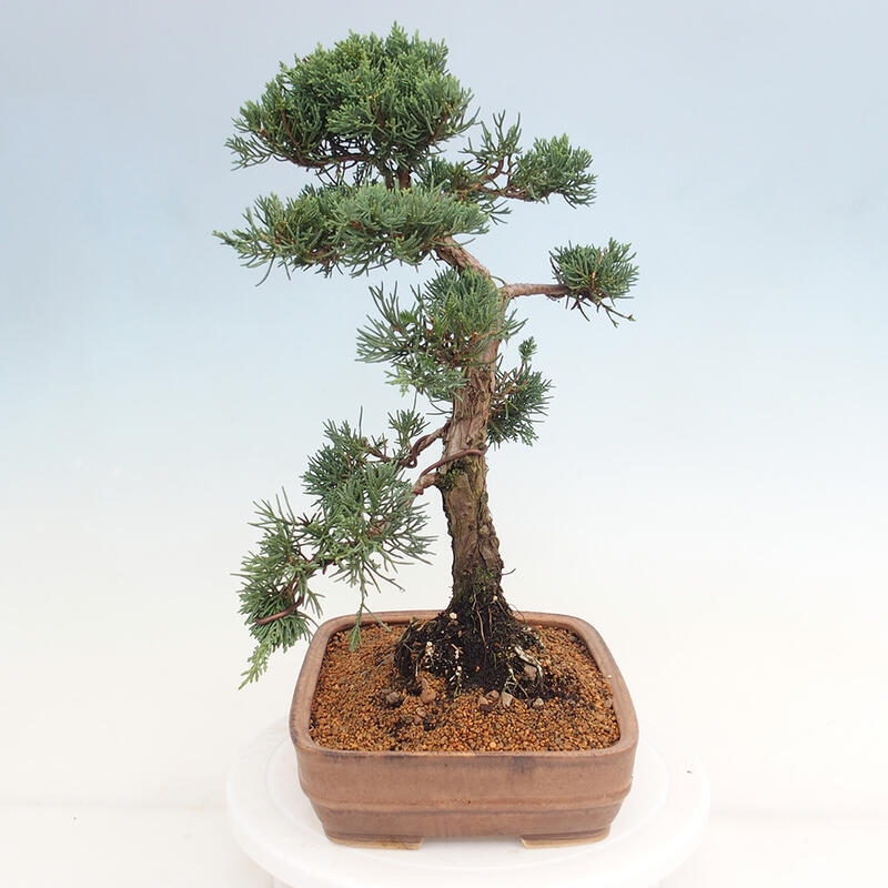 Venkovní bonsai - Juniperus chinensis Kishu -Jalovec čínský