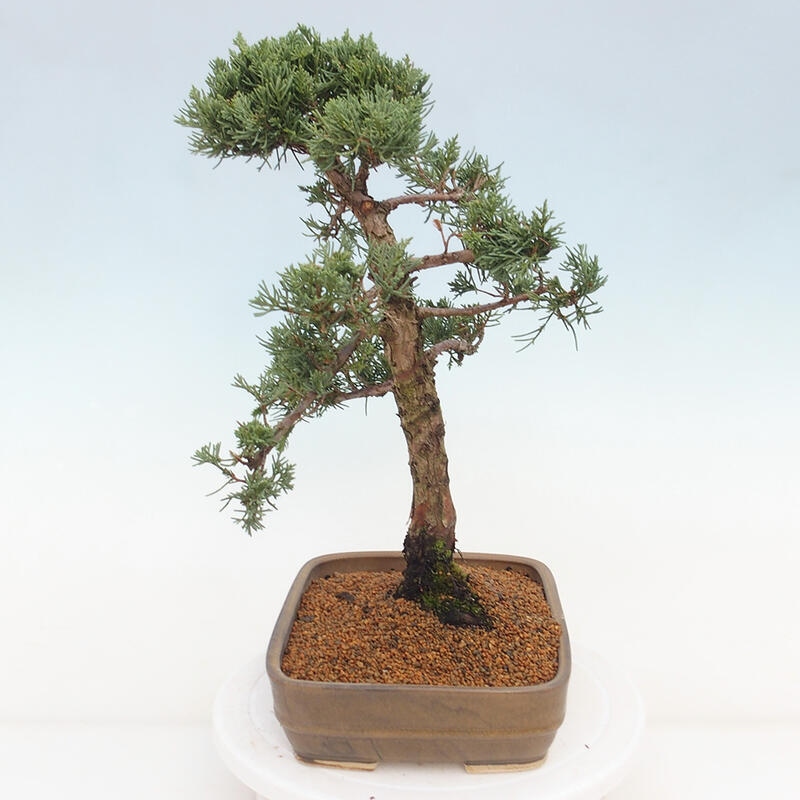 Venkovní bonsai - Juniperus chinensis Kishu -Jalovec čínský