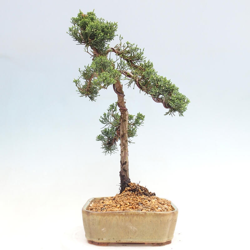 Venkovní bonsai - Juniperus chinensis Kishu -Jalovec čínský