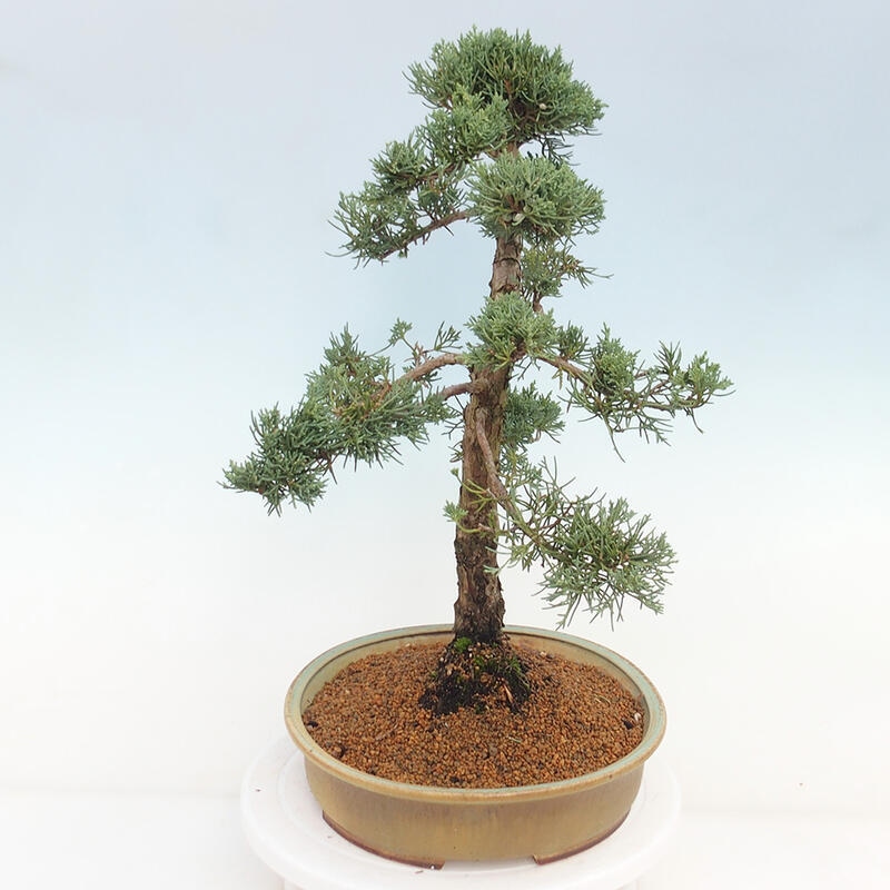 Venkovní bonsai - Juniperus chinensis Kishu -Jalovec čínský