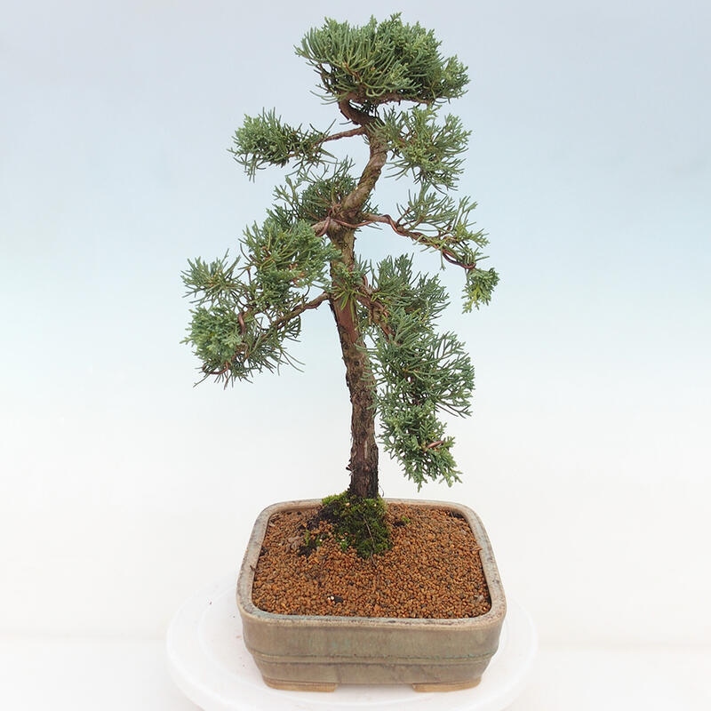 Venkovní bonsai - Juniperus chinensis Kishu -Jalovec čínský