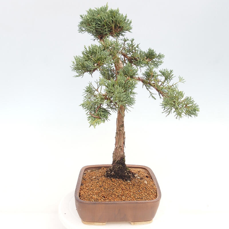 Venkovní bonsai - Juniperus chinensis Kishu -Jalovec čínský