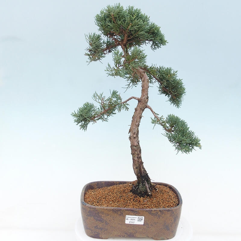 Venkovní bonsai - Juniperus chinensis Kishu -Jalovec čínský