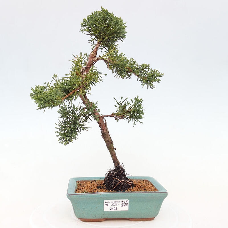 Venkovní bonsai - Juniperus chinensis Kishu -Jalovec čínský