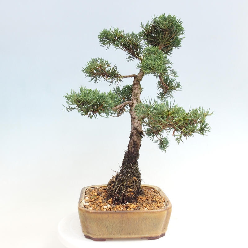 Venkovní bonsai - Juniperus chinensis Kishu -Jalovec čínský