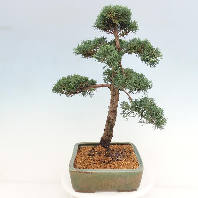 Venkovní bonsai - Juniperus chinensis Kishu -Jalovec čínský