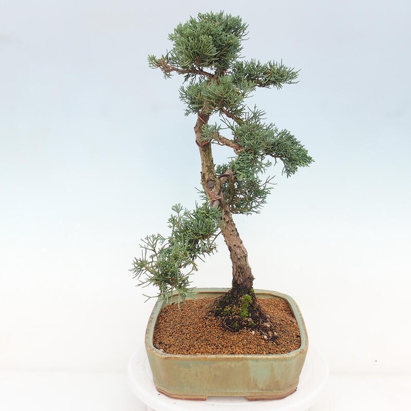 Venkovní bonsai - Juniperus chinensis Kishu -Jalovec čínský