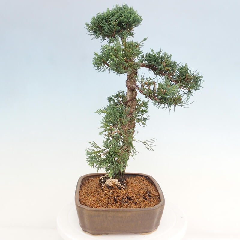 Venkovní bonsai - Juniperus chinensis Kishu -Jalovec čínský