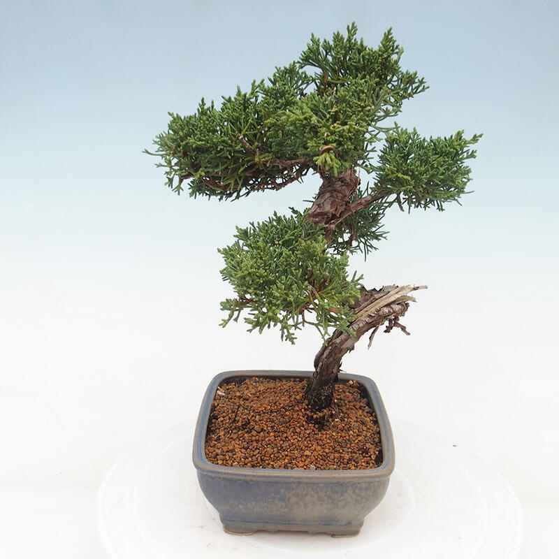 Venkovní bonsai - Juniperus chinensis Kishu -Jalovec čínský