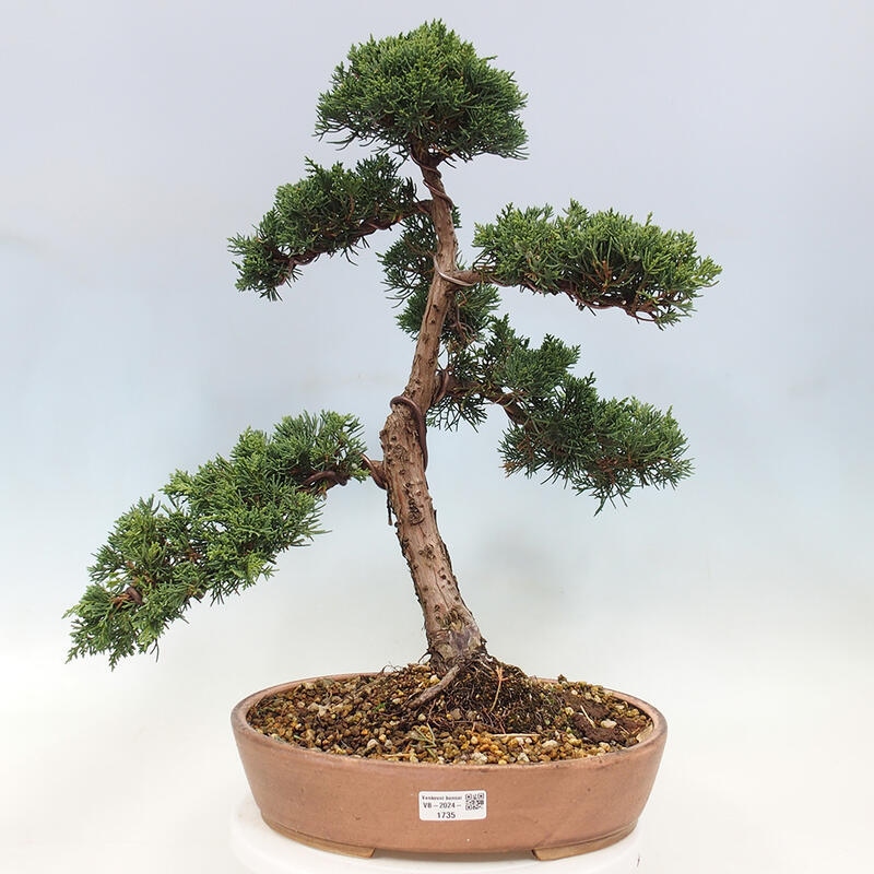 Venkovní bonsai - Juniperus chinensis Kishu -Jalovec čínský