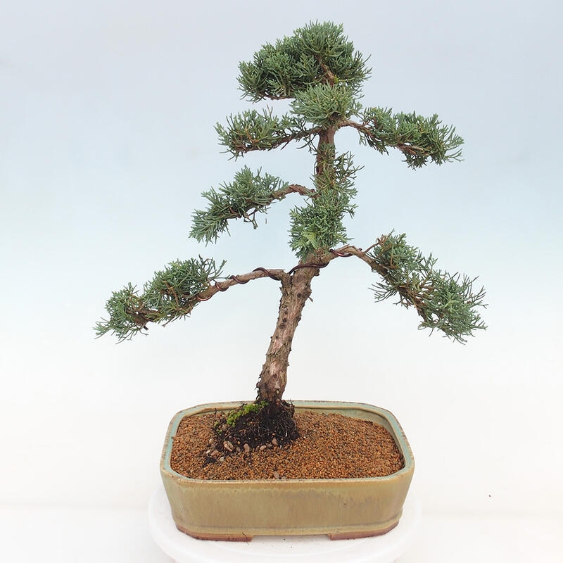 Venkovní bonsai - Juniperus chinensis Kishu -Jalovec čínský