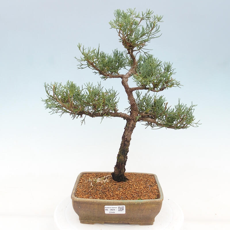 Venkovní bonsai - Juniperus chinensis Kishu -Jalovec čínský