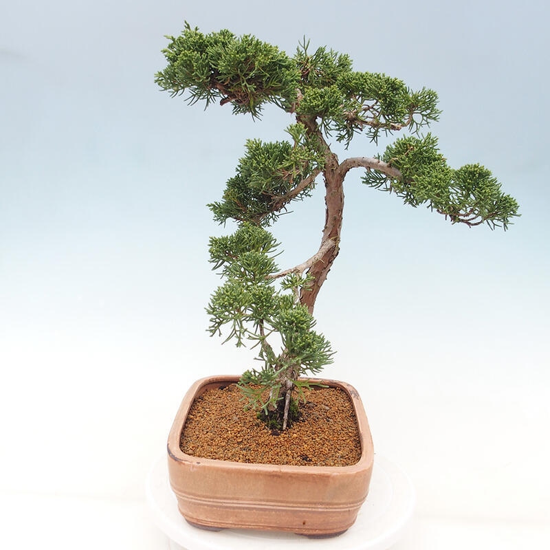 Venkovní bonsai - Juniperus chinensis Kishu -Jalovec čínský