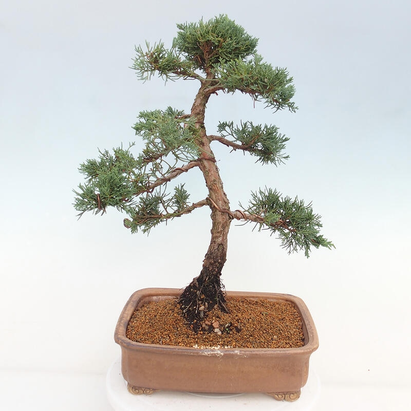 Venkovní bonsai - Juniperus chinensis Kishu -Jalovec čínský