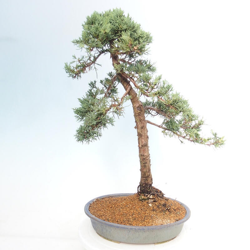 Venkovní bonsai - Juniperus chinensis Kishu -Jalovec čínský