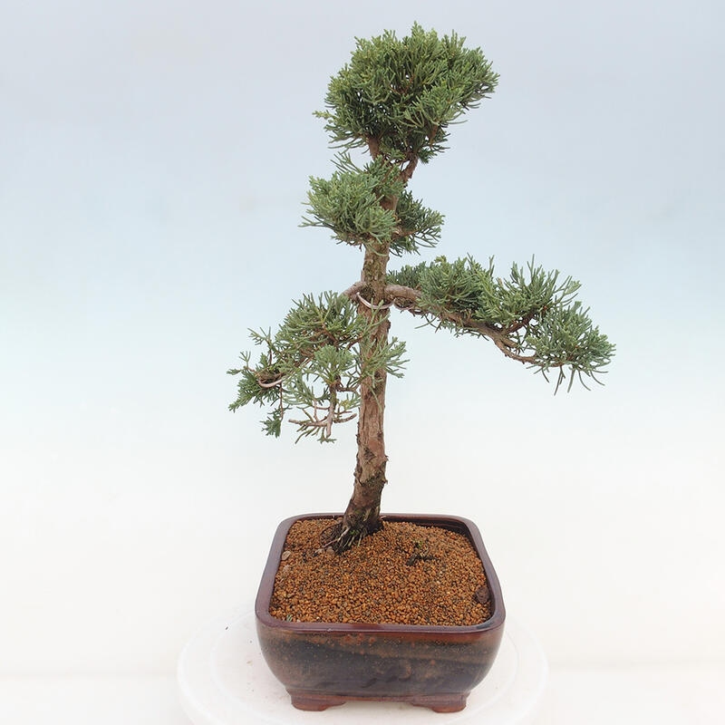 Venkovní bonsai - Juniperus chinensis Kishu -Jalovec čínský