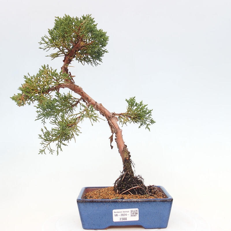 Venkovní bonsai - Juniperus chinensis Kishu -Jalovec čínský