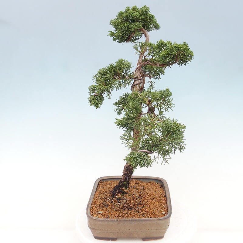 Venkovní bonsai - Juniperus chinensis Kishu -Jalovec čínský