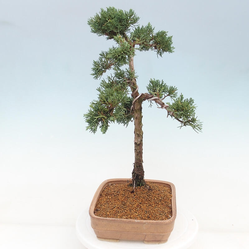 Venkovní bonsai - Juniperus chinensis Kishu -Jalovec čínský