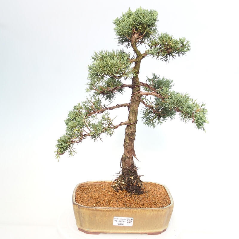 Venkovní bonsai - Juniperus chinensis Kishu -Jalovec čínský