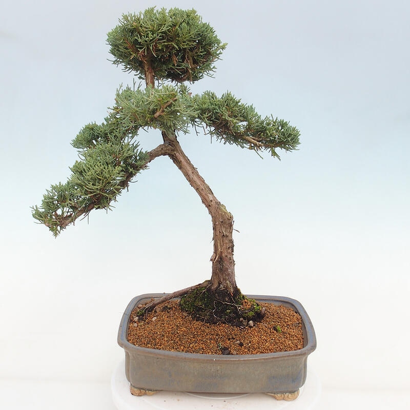 Venkovní bonsai - Juniperus chinensis Kishu -Jalovec čínský