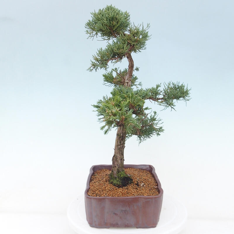 Venkovní bonsai - Juniperus chinensis Kishu -Jalovec čínský