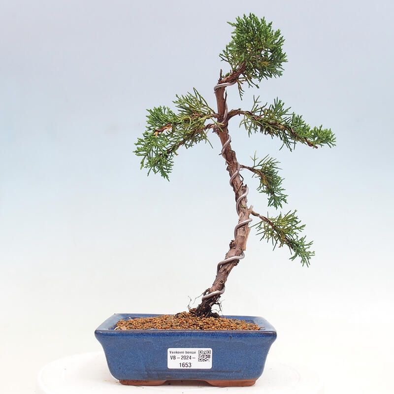 Venkovní bonsai - Juniperus chinensis Kishu -Jalovec čínský