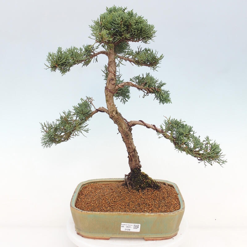 Venkovní bonsai - Juniperus chinensis Kishu -Jalovec čínský