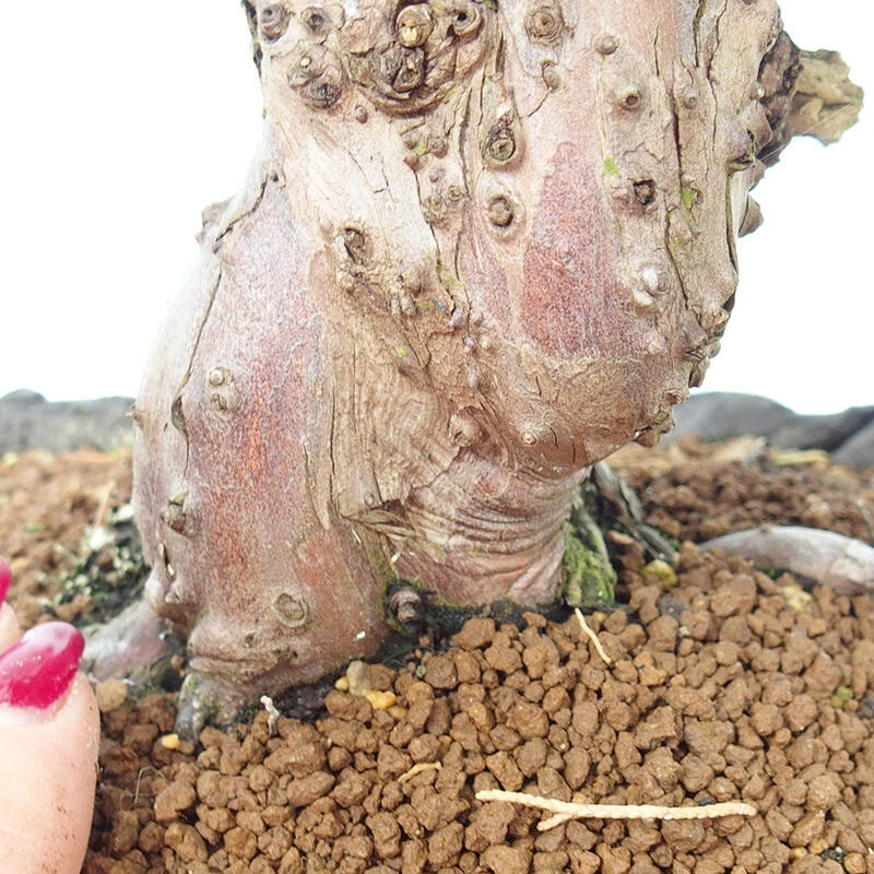 Venkovní bonsai - Juniperus chinensis Kishu -Jalovec čínský