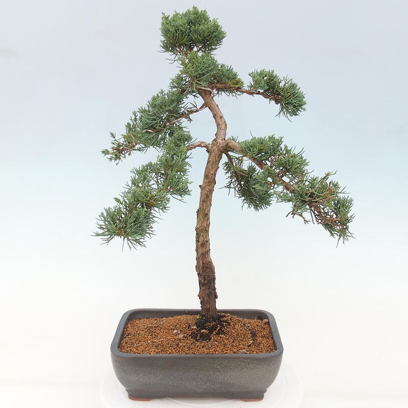 Venkovní bonsai - Juniperus chinensis Kishu -Jalovec čínský