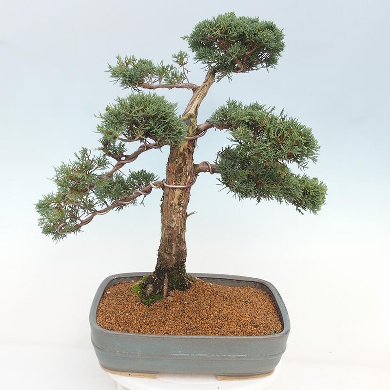 Venkovní bonsai - Juniperus chinensis Kishu -Jalovec čínský