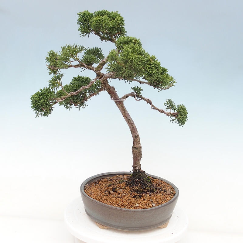 Venkovní bonsai - Juniperus chinensis Kishu -Jalovec čínský