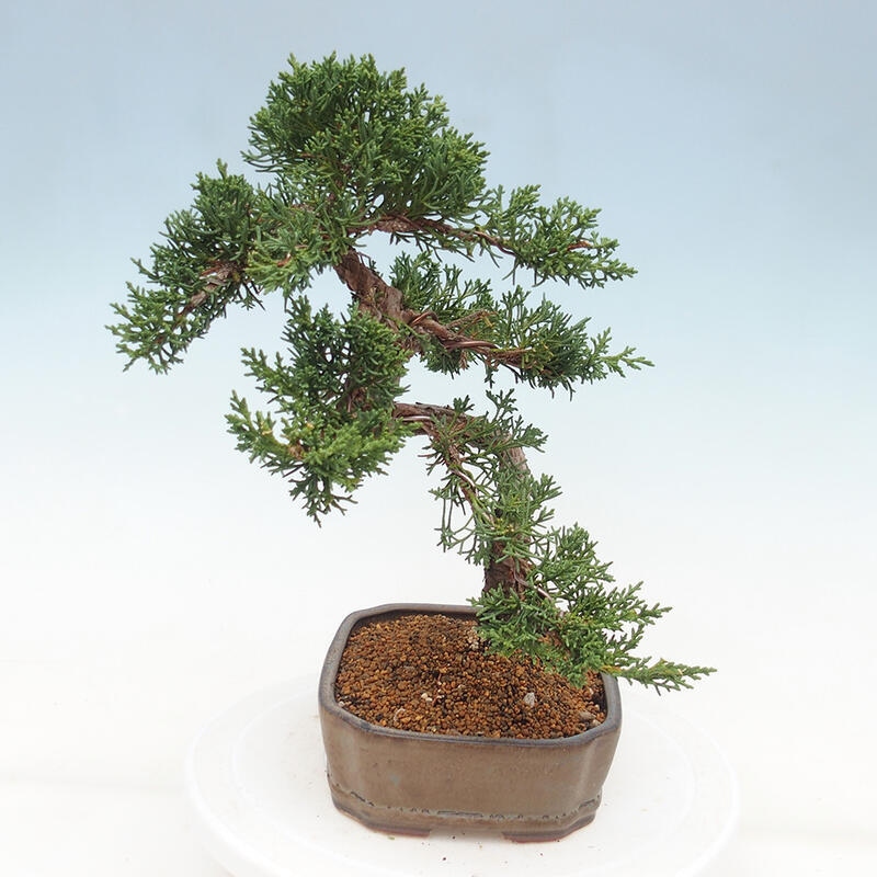 Venkovní bonsai - Juniperus chinensis Kishu -Jalovec čínský