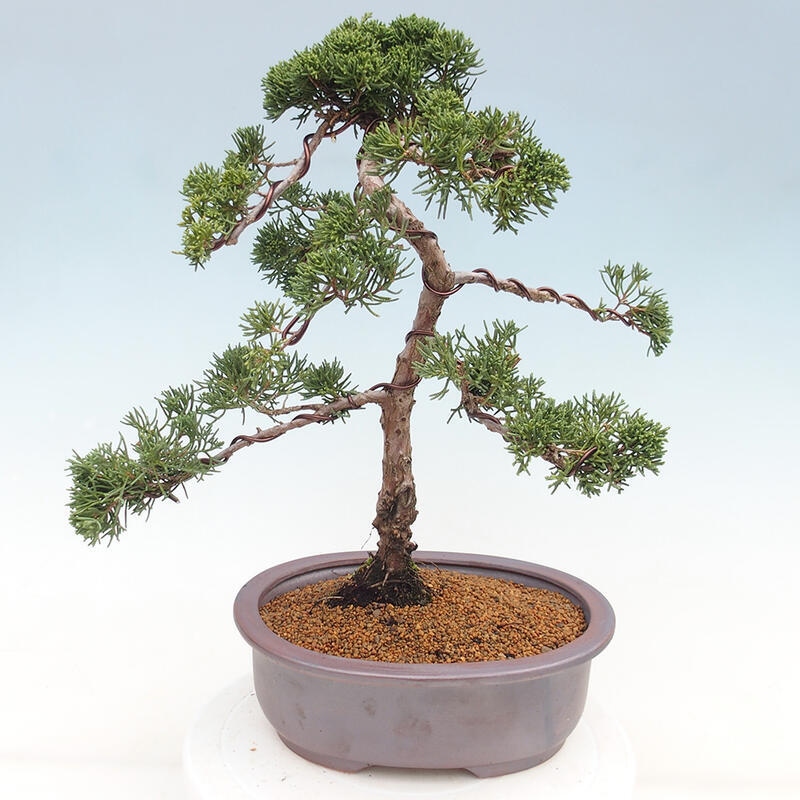 Venkovní bonsai - Juniperus chinensis Kishu -Jalovec čínský