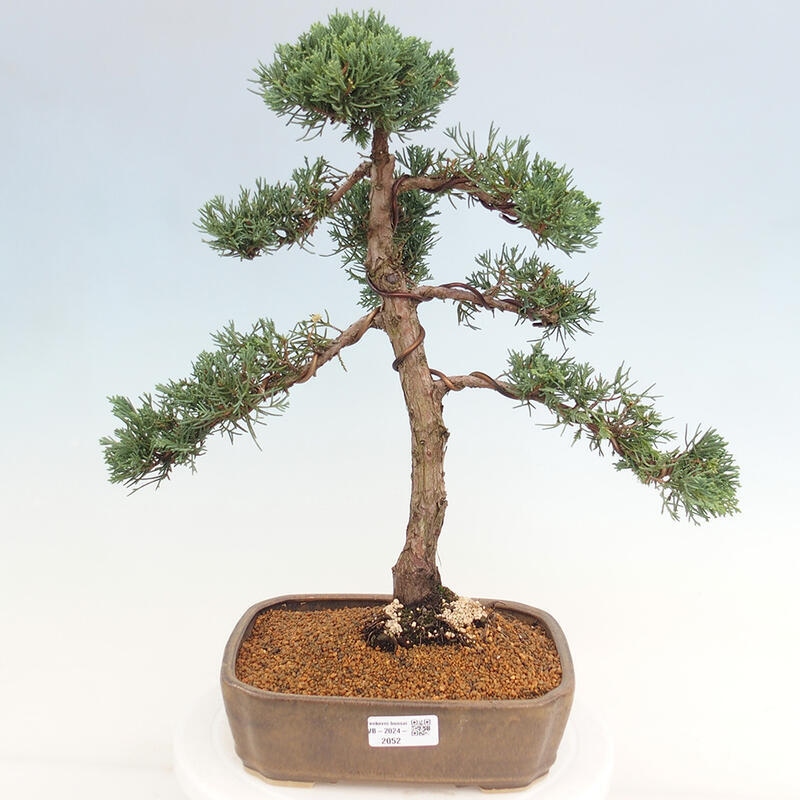 Venkovní bonsai - Juniperus chinensis Kishu -Jalovec čínský