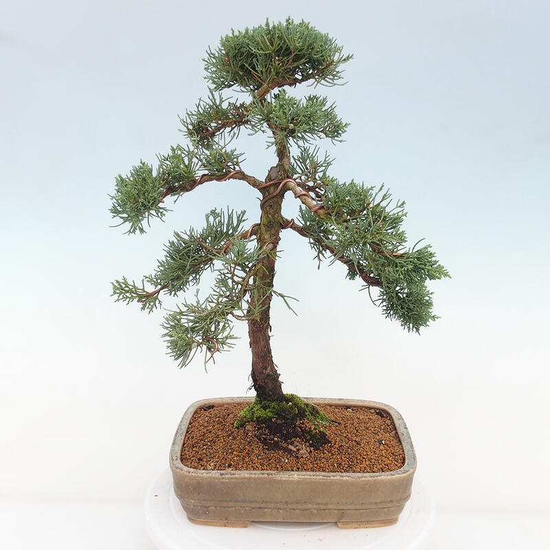 Venkovní bonsai - Juniperus chinensis Kishu -Jalovec čínský