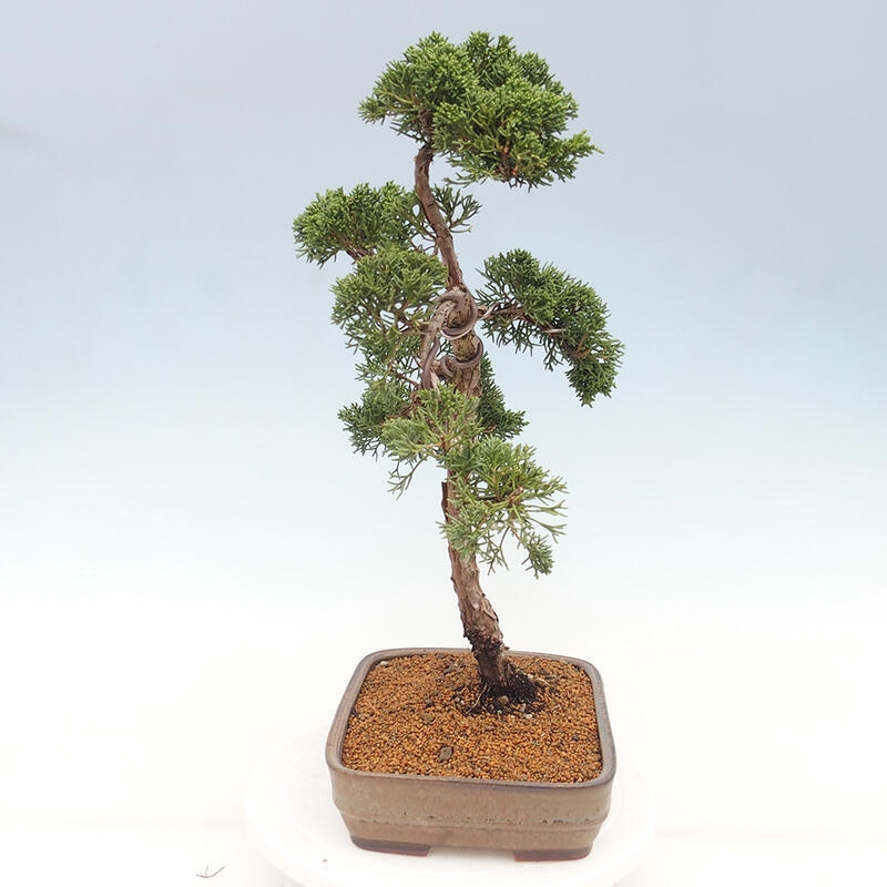 Venkovní bonsai - Juniperus chinensis Kishu -Jalovec čínský