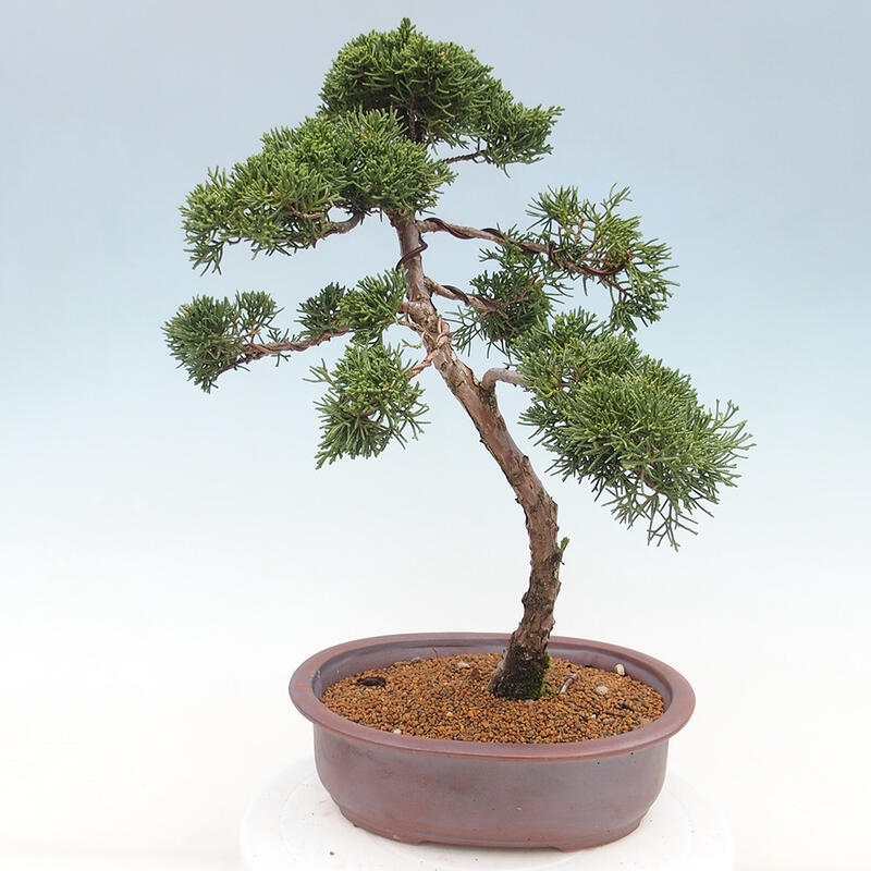 Venkovní bonsai - Juniperus chinensis Kishu -Jalovec čínský